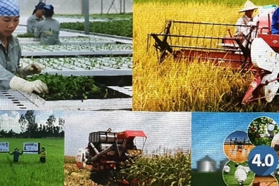 Nâng cao vai trò kinh tế tập thể trong nông nghiệp của Hội Nông dân