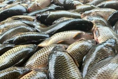Hải Dương: cá nuôi lồng chết hàng loạt