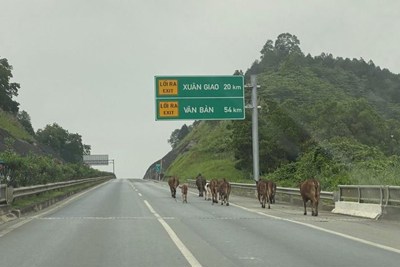 Xử phạt người dân thả rông đàn bò trên cao tốc Nội Bài - Lào Cai