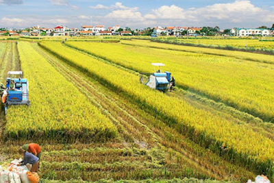 Quy định nhận chuyển nhượng đất trồng lúa trong hạn mức 