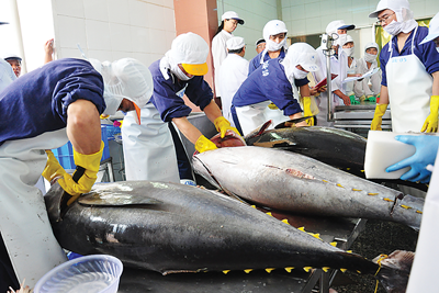 Doanh nghiệp gặp nhiều khó khăn, xuất khẩu cá ngừ khó cán mốc "tỷ đô"