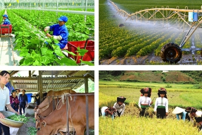 Tổng điều tra nông thôn, nông nghiệp năm 2025 từ ngày 1/7/2025