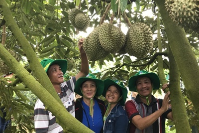 Phân bón Phú Mỹ: Bí quyết cho cây dưa và sầu riêng ở miền Trung-Tây Nguyên
