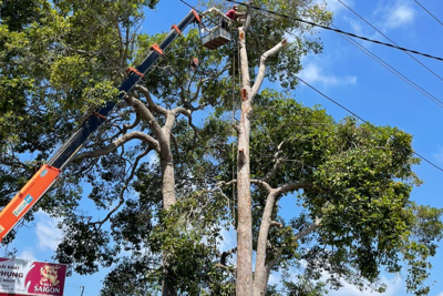 Nhiều cây dầu đại thụ bị đốn hạ, các sở ngành "chưa có câu trả lời"