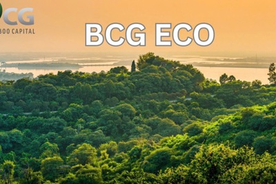 Bamboo Capital thành lập công ty trồng và chăm sóc rừng BCG Eco