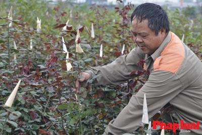 Tìm giải pháp nâng cao hiệu quả sản xuất, thu nhập cho nông dân