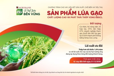 Agribank cho vay liên kết sản xuất, tiêu thụ sản phẩm lúa gạo chất lượng cao