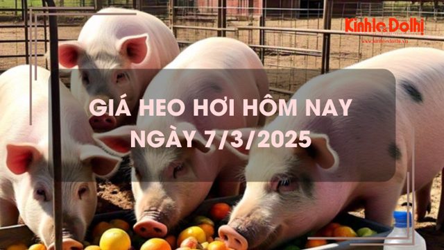 Giá heo hơi hôm nay 7/3: tiếp đà tăng trên cả nước