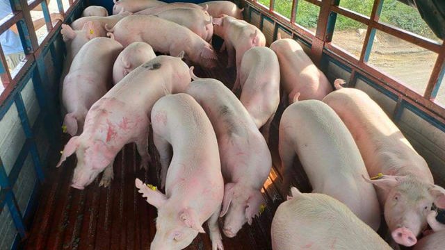 Giá lợn hơi ngày 31/10/2021: Kỳ vọng giá lợn tăng lên 57.000 - 60.000 đồng/kg trong tuần tới?