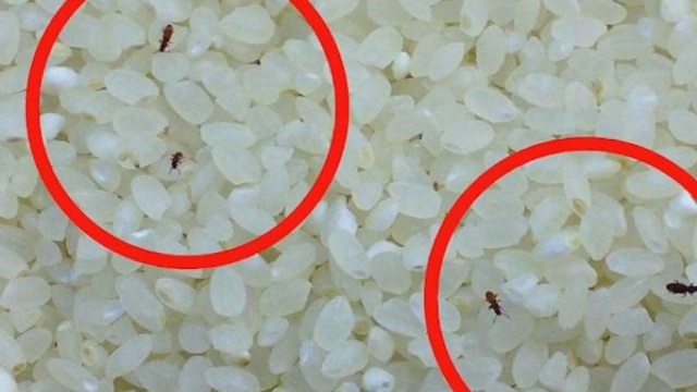 Cách bảo quản gạo không bị mọt