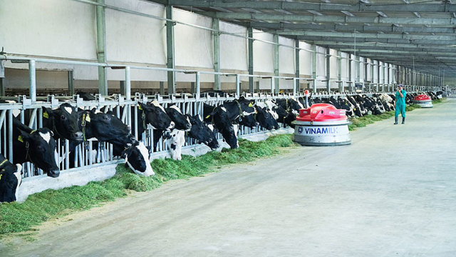 Đầu tư mạnh vào bò sữa, Vinamilk dẫn đầu thị trường sữa tươi trong nước