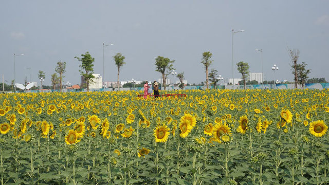 TP Hồ Chí Minh: Vườn hoa hướng dương trở lại phục vụ du ...