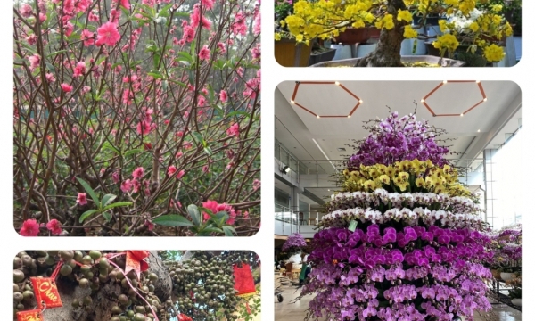 Top các loại cây, hoa chưng ngày Tết mang may mắn cả năm 2023