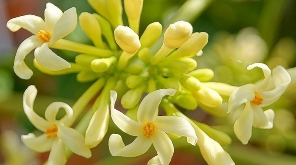 Hoa đu đủ đực có chứa vitamin nào giúp tăng cường sự trao đổi chất trong cơ thể?
