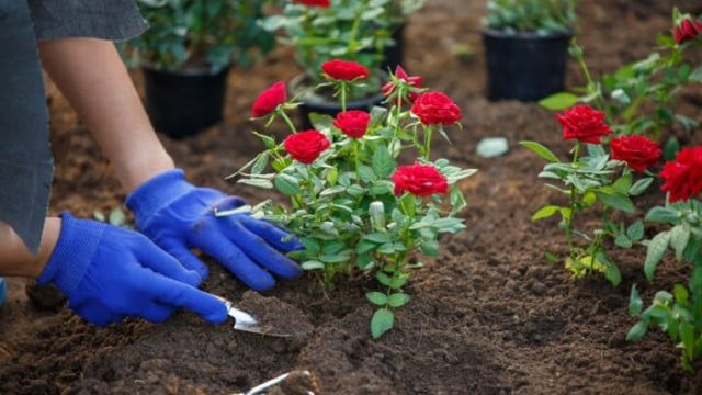 7 loại hoa tốt cho sức khỏe nên trồng trong sân nhà