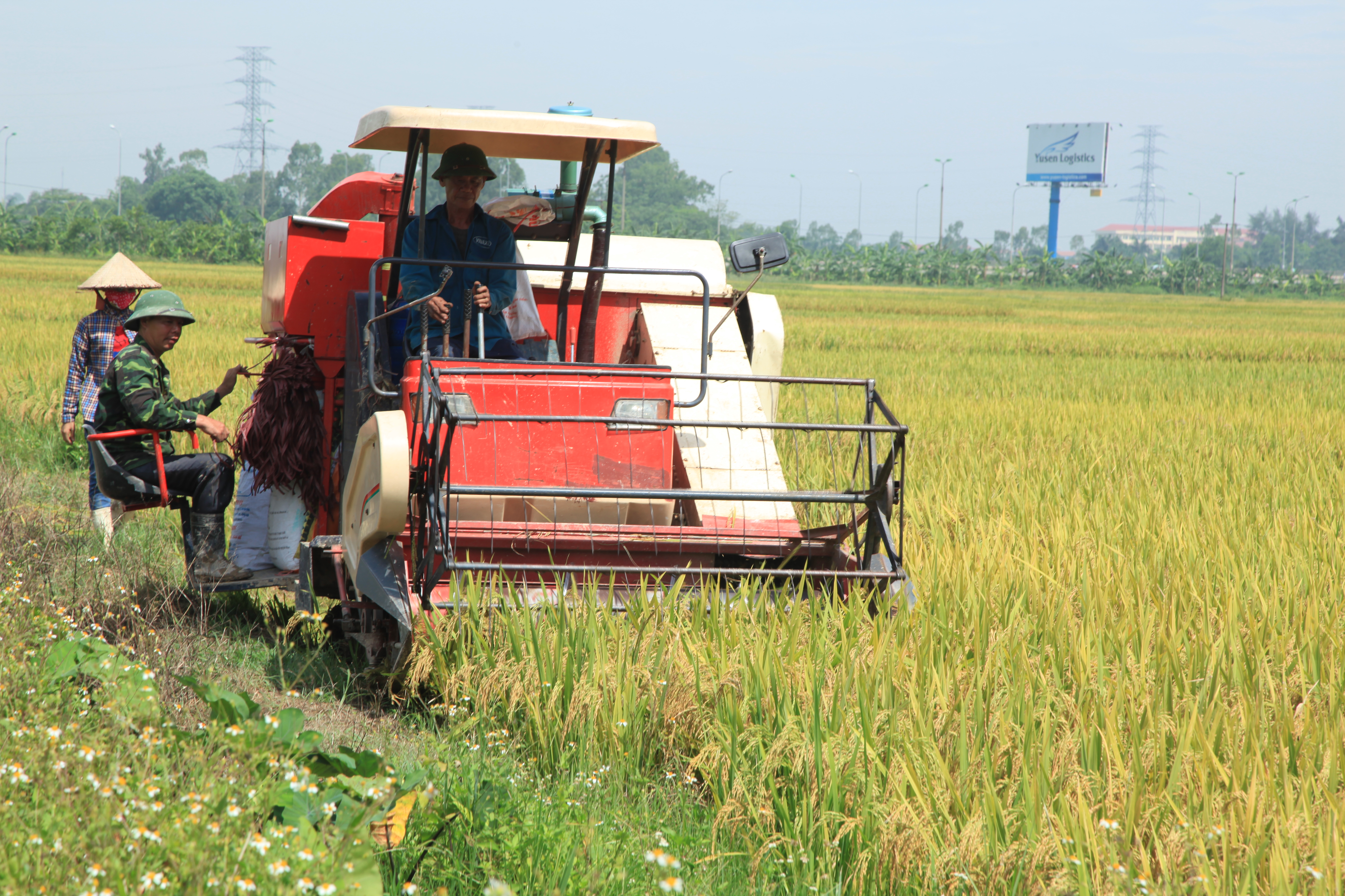 Bắt tay tiêu thụ lúa gạo cho nông dân