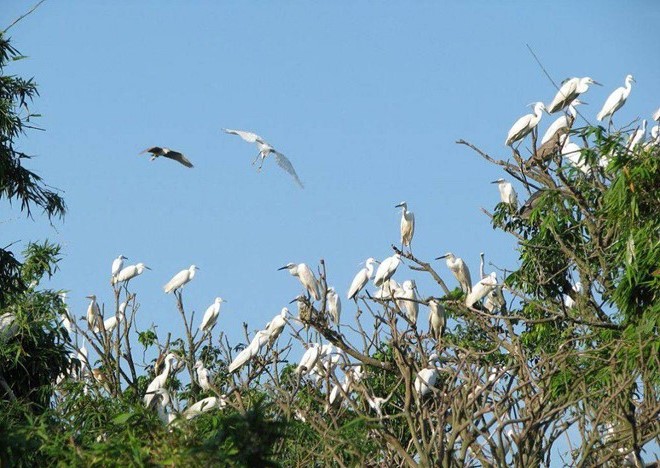 Nhiều loại chim bản địa tưởng chừng tuyệt chủng nhưng vẫn đang sinh s&ocirc;i nảy nở ngay Vườn chim Bạc Li&ecirc;u.