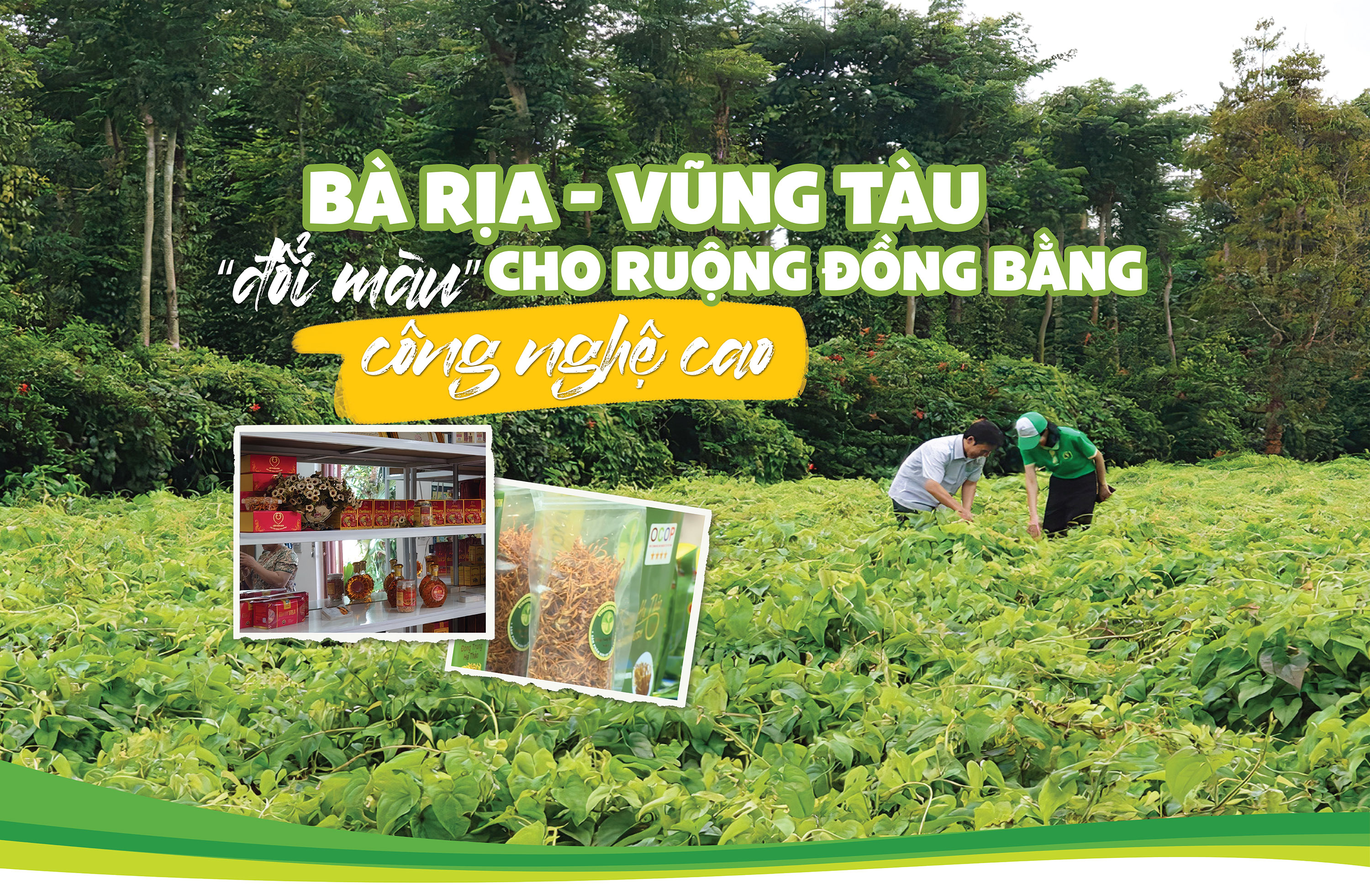 Bà Rịa - Vũng Tàu “đổi màu” cho ruộng đồng bằng công nghệ cao - Ảnh 1