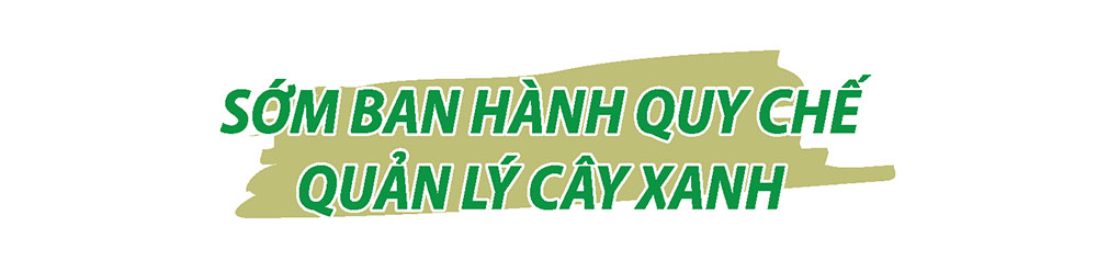 Cần yêu cầu bồi thường cây gãy đổ do trồng sai quy trình - Ảnh 6