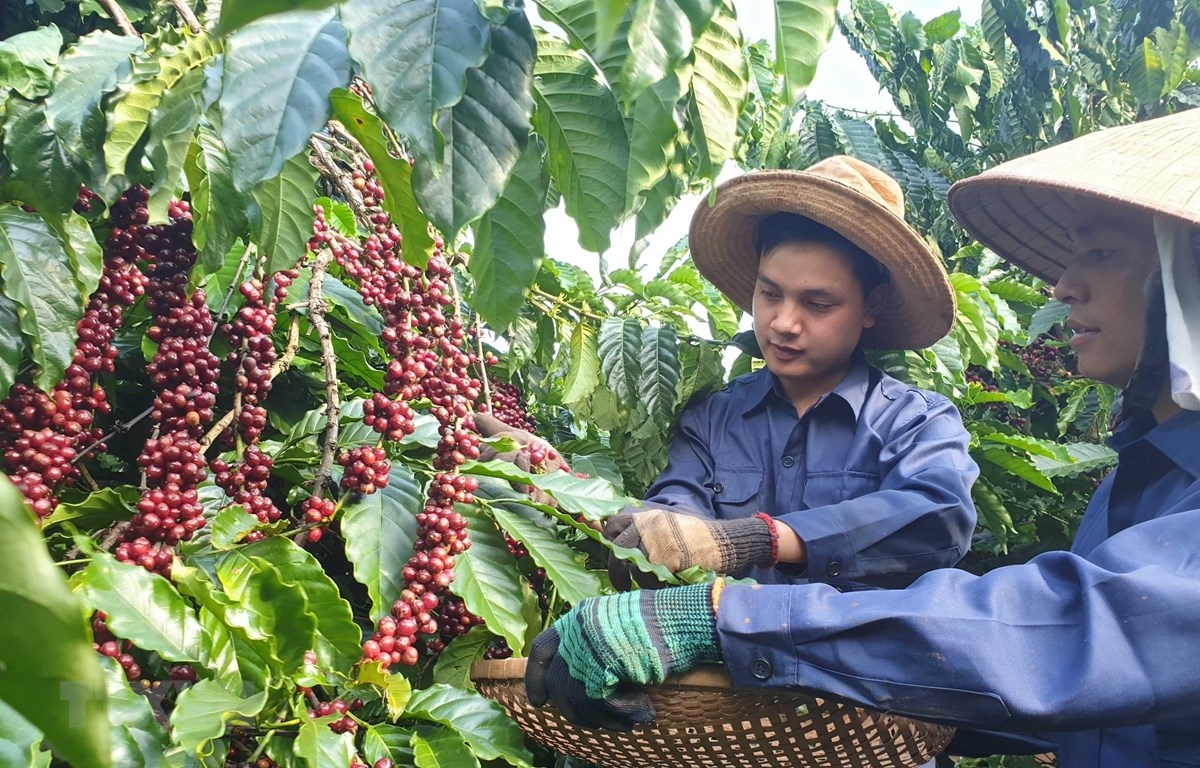 Giá cà phê hôm nay 27/9: Robusta liên tục lập kỷ lục, trong nước vượt 123.000đồng/kg