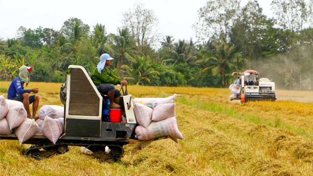 Giá lúa gạo hôm nay 6/10: giá gạo tăng nhẹ. Ảnh minh hoạ. 