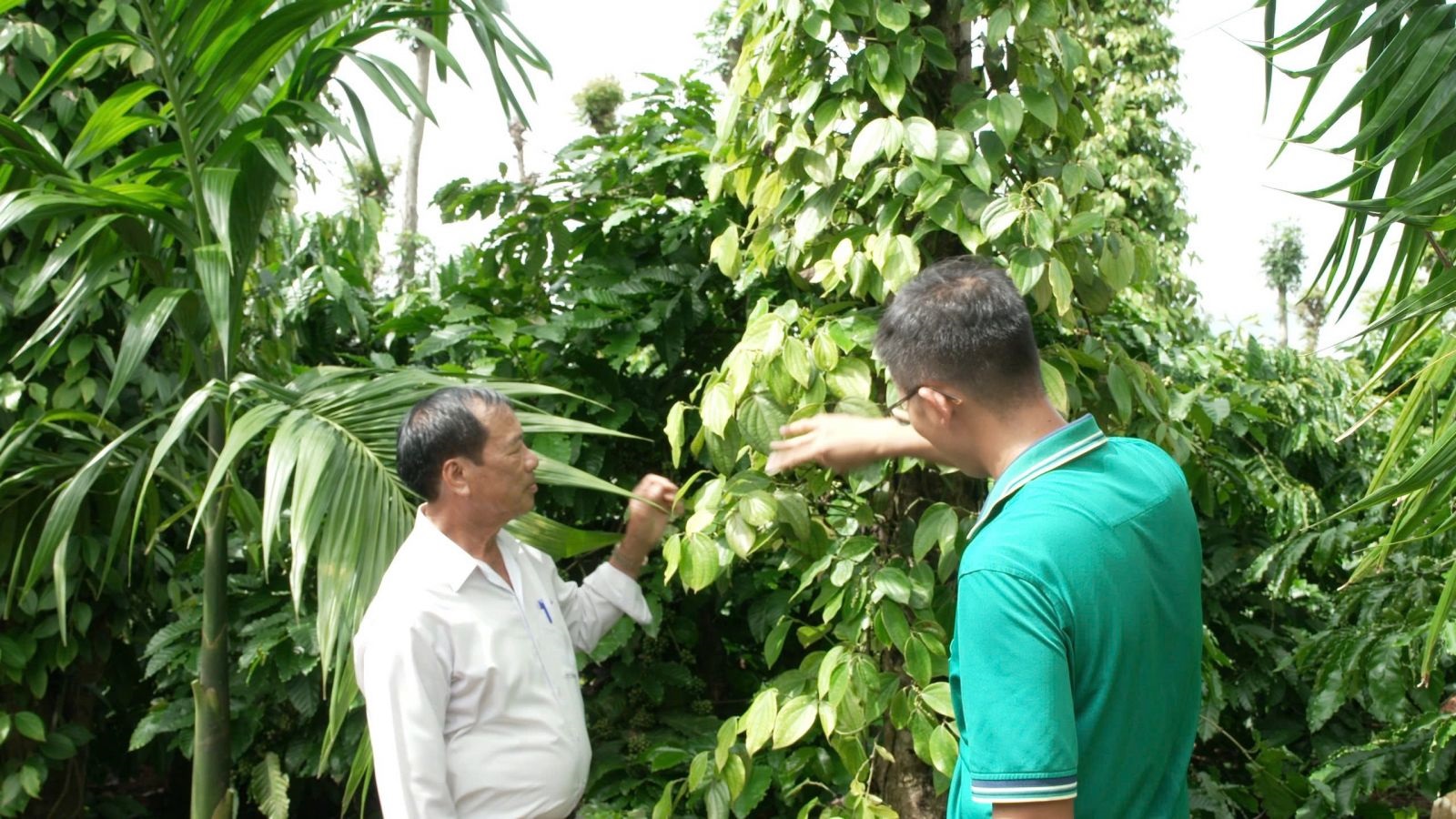 Giá tiêu hôm nay 15/10: bức tranh trái ngược giá tiêu Indonesia và Việt Nam