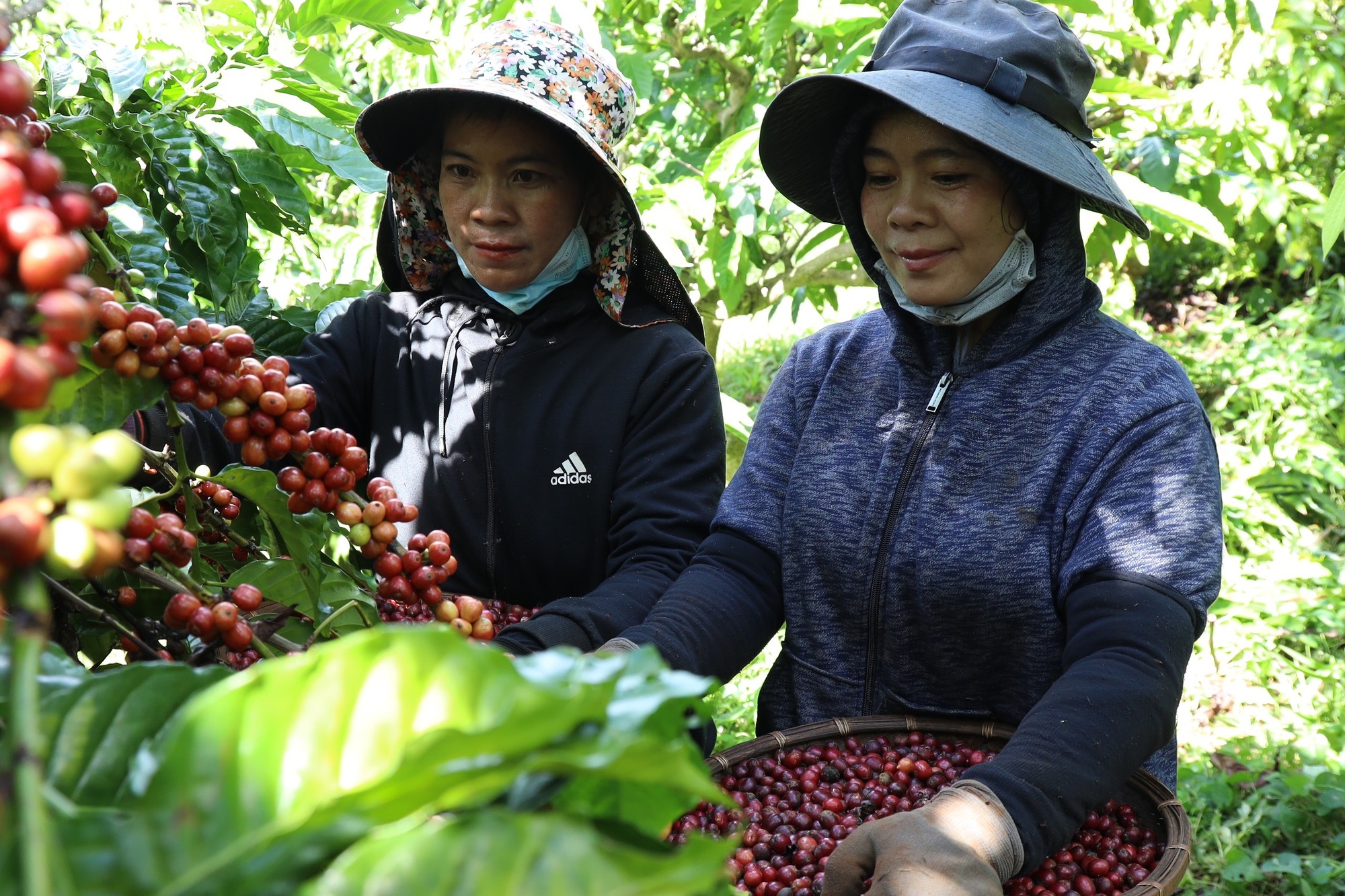 Giá cà phê hôm nay 18/10: chuyên gia lý giải diễn biến giá cà phê cuối tuần  