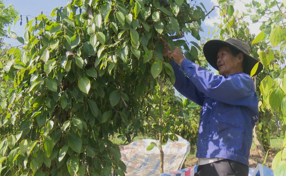 Giá tiêu hôm nay 23/10: Gia Lai tăng nhẹ, tiêu Indonesia giảm sau chuỗi ngày tăng