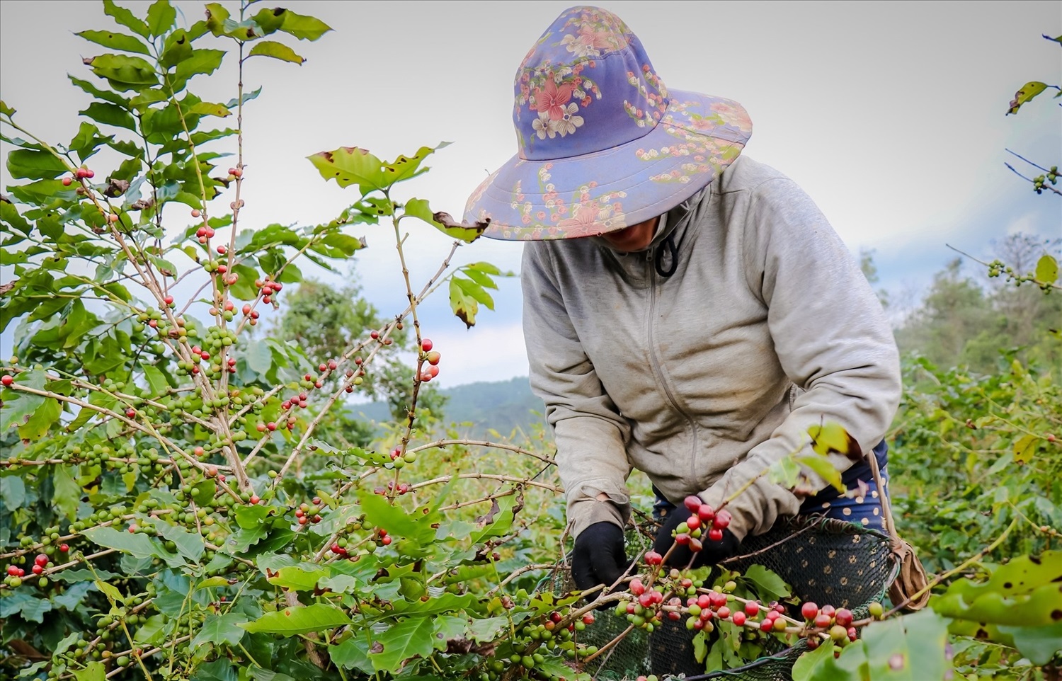 Giá cà phê hôm nay 24/10: dứt đà giảm, cà phê 2 sàn tăng trở lại