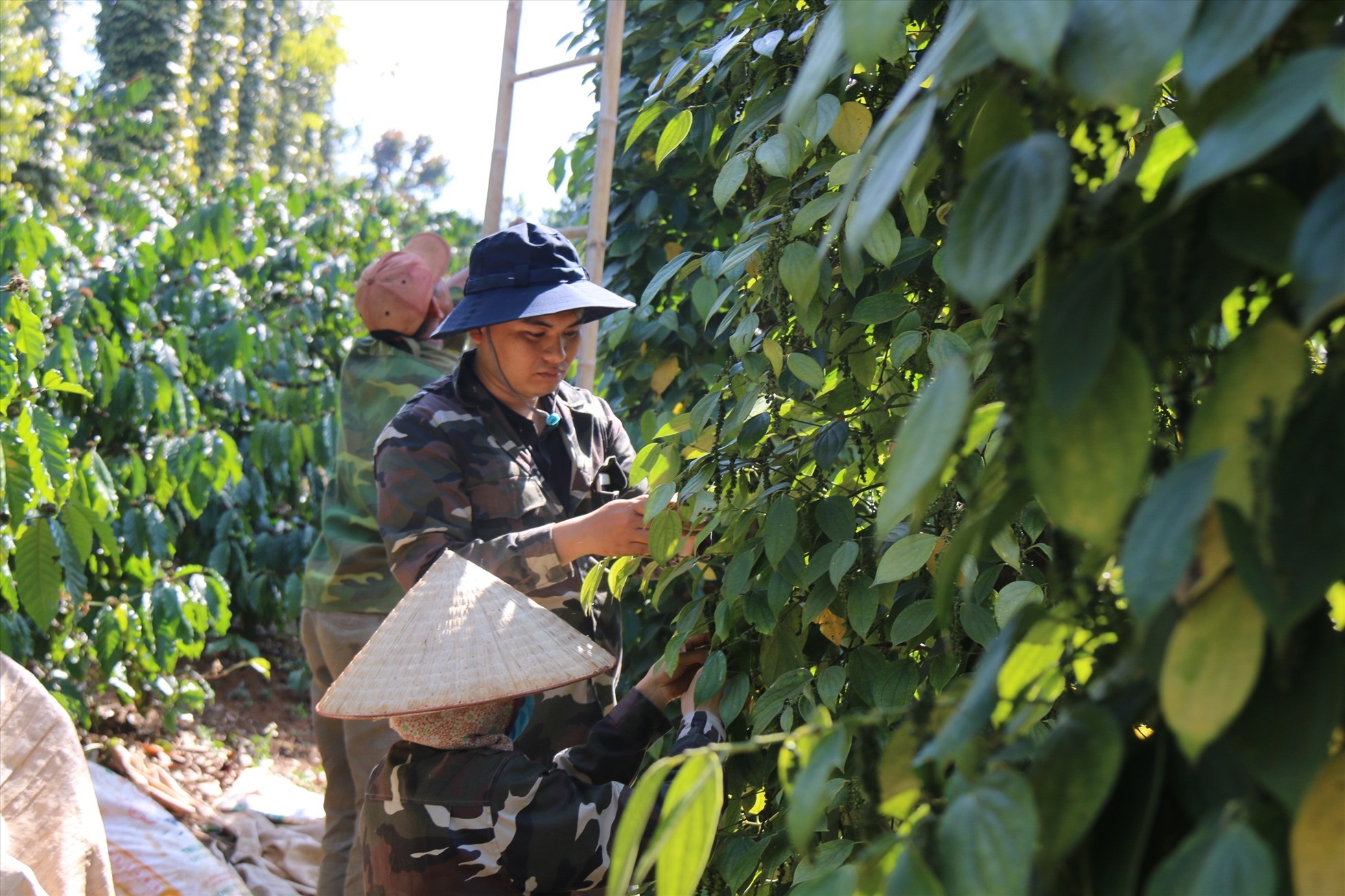 Giá tiêu hôm nay 26/10: bức tranh giá tiêu các nước tuần này