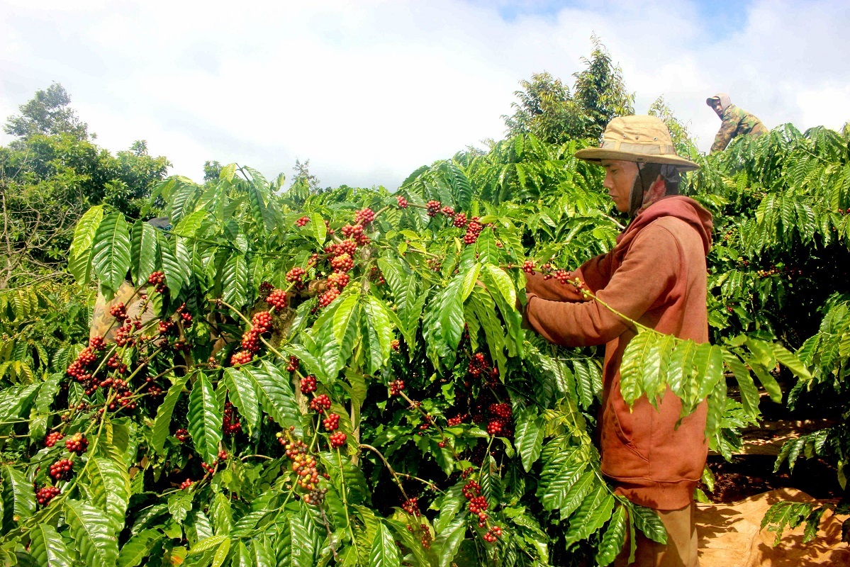 Giá cà phê hôm nay 28/10: giải mã nguyên nhân cà phê tháng 10 u ám