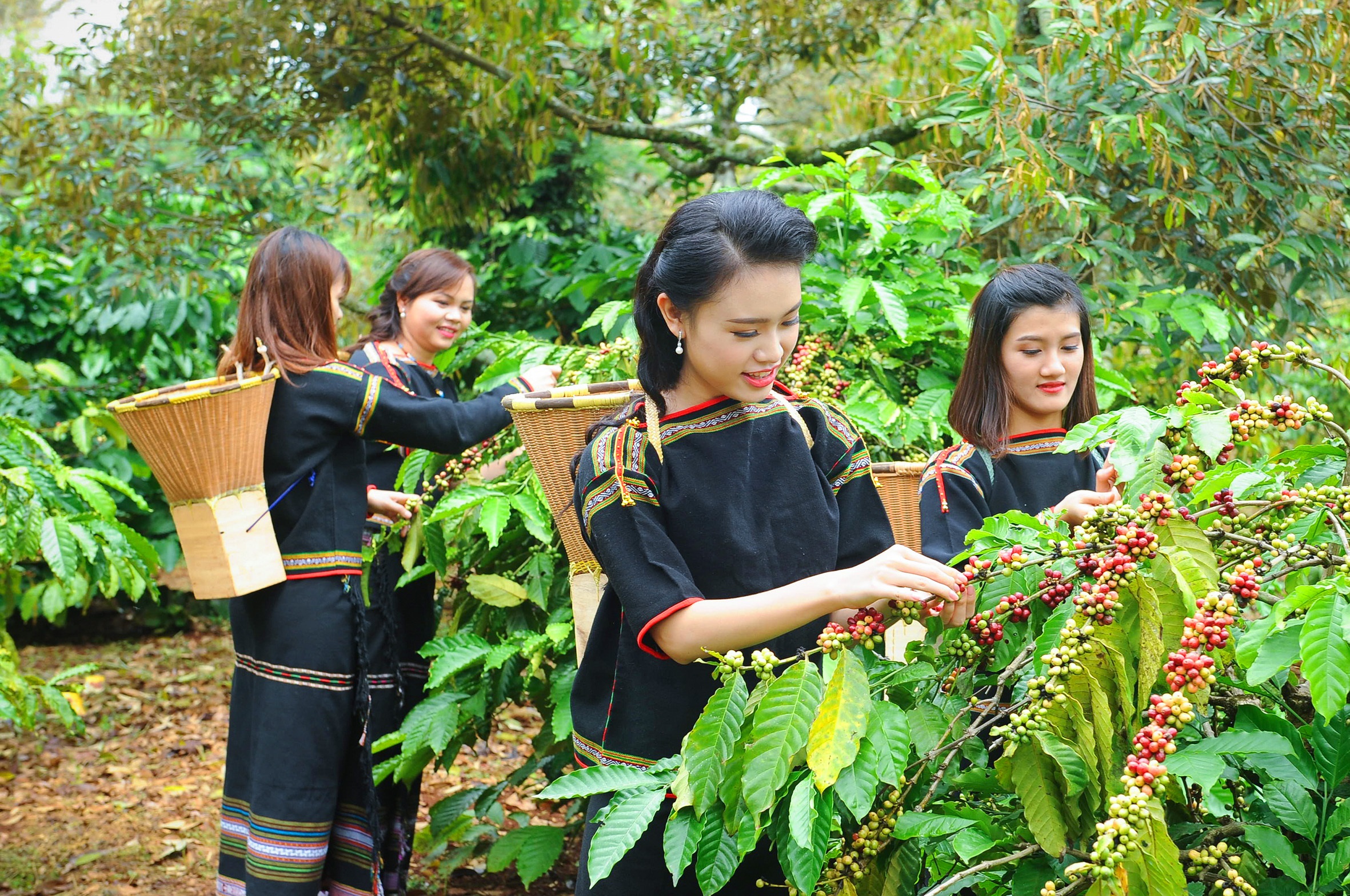 Giá cà phê hôm nay 3/11: Robusta có tuần giảm mạnh thứ 5 liên tiếp.