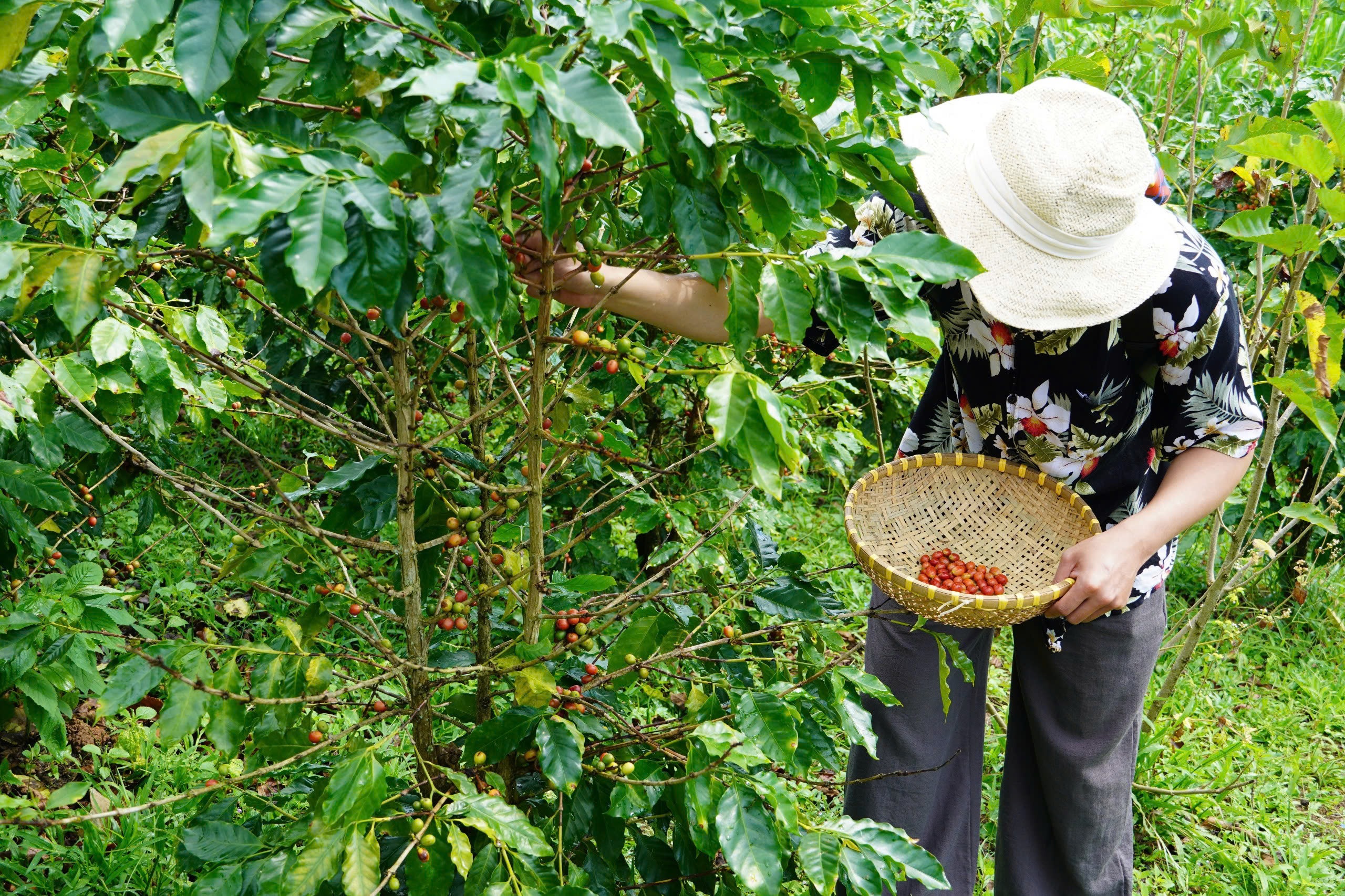 Giá cà phê hôm nay 5/11: tăng trở lại phiên đầu tuần nhờ USD giảm