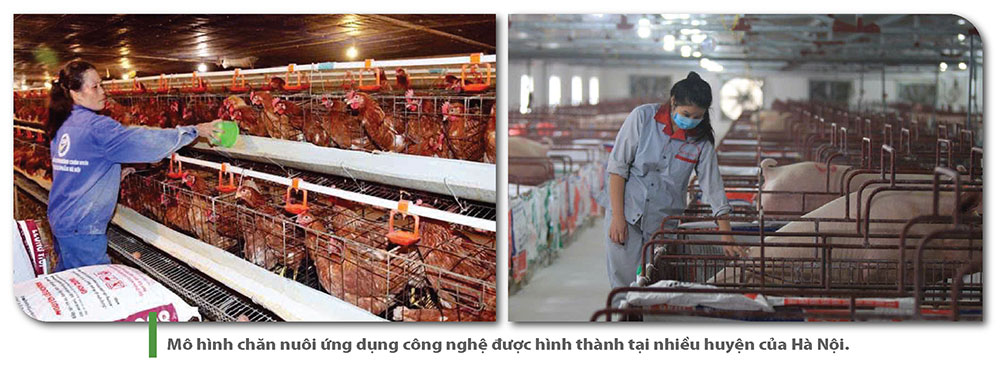 Nông nghiệp Thủ đô bứt phá và khát vọng vươn tầm - Ảnh 17