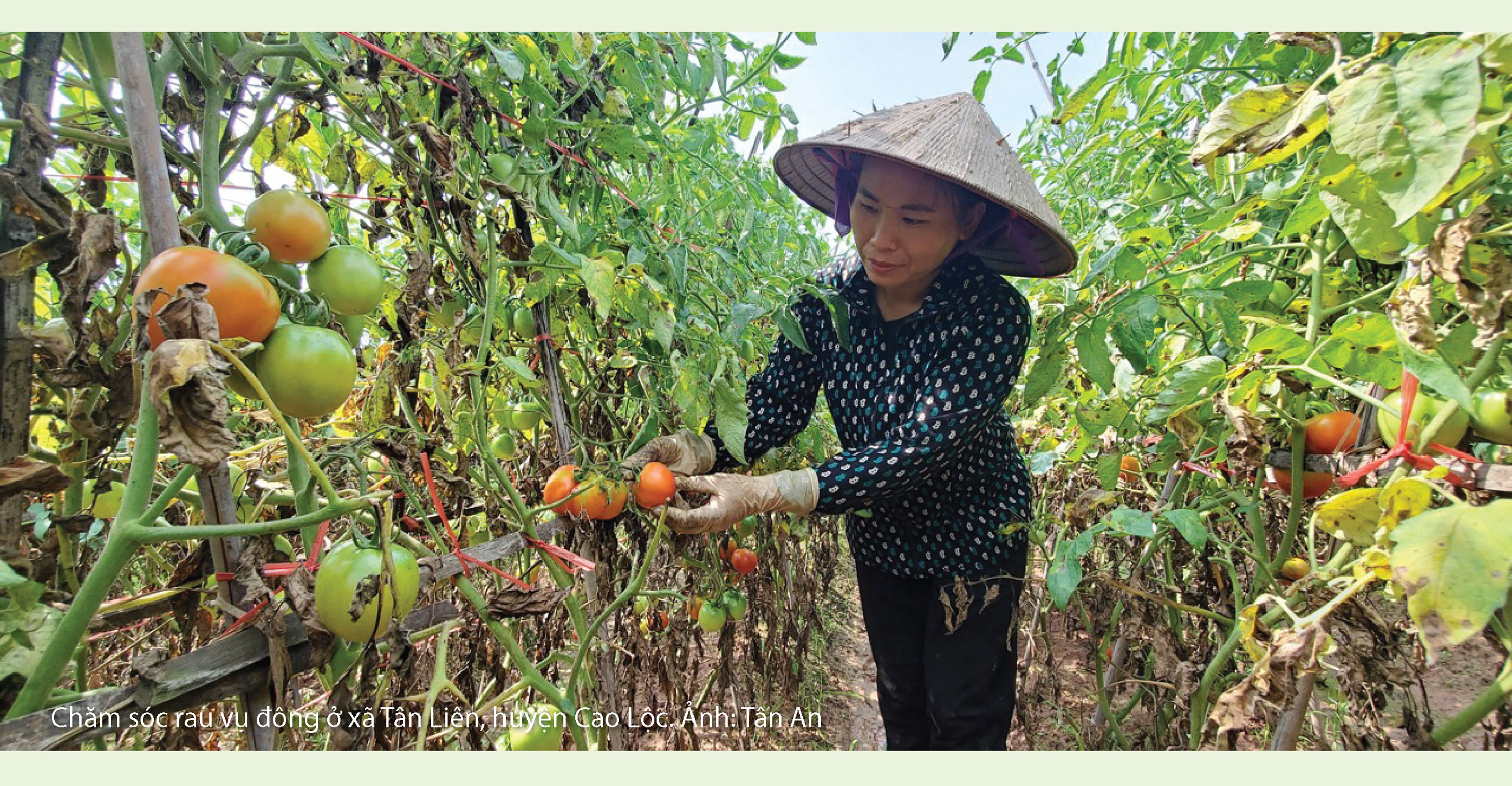 Ngọt giòn cải làn Tân Liên - Ảnh 9