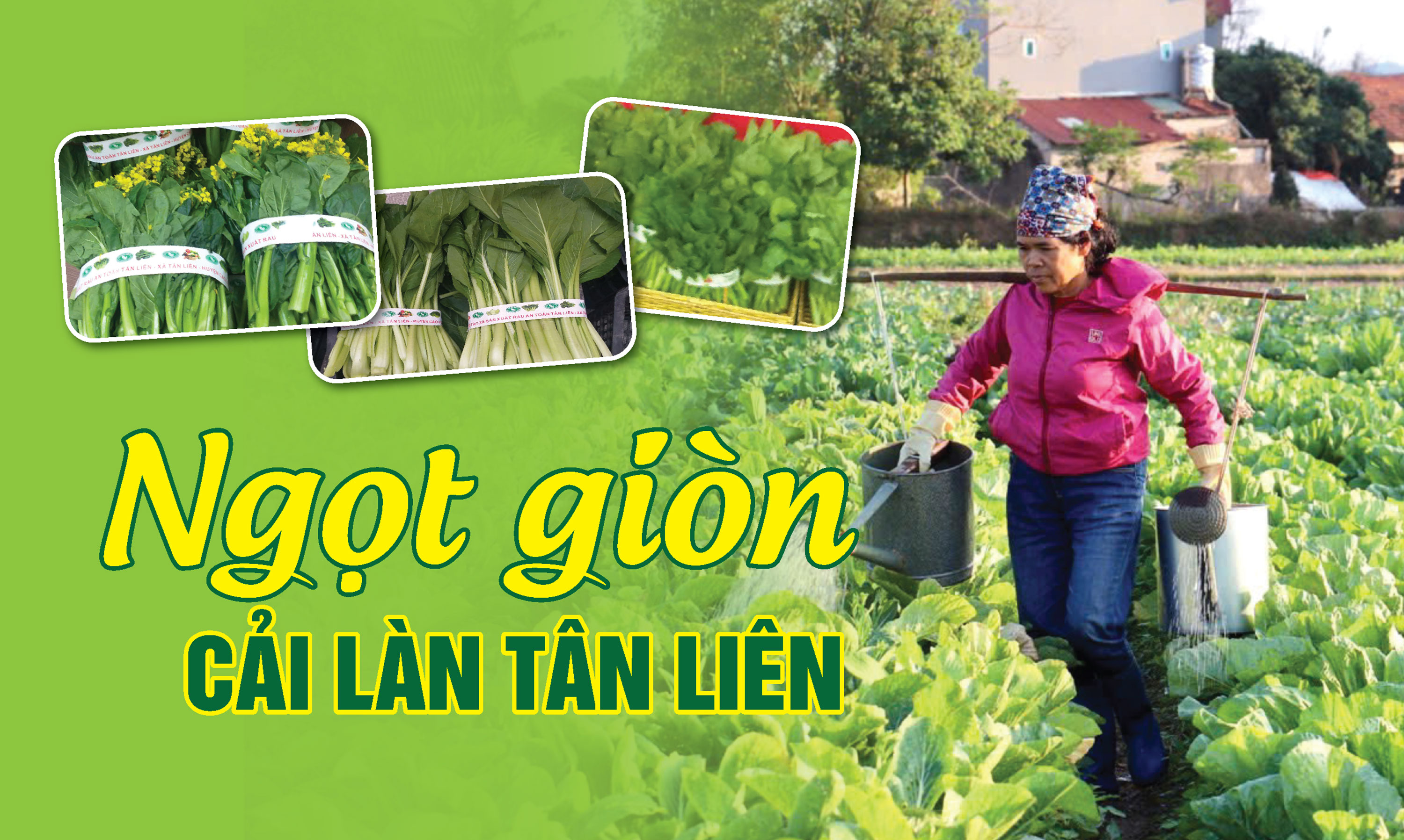 Ngọt giòn cải làn Tân Liên - Ảnh 1