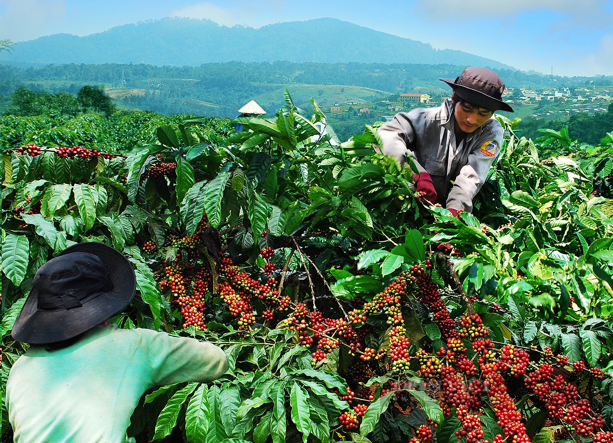 Giá cà phê hôm nay 30/12: nhận định giá cà phê tuần này, Robusta gặp khó  