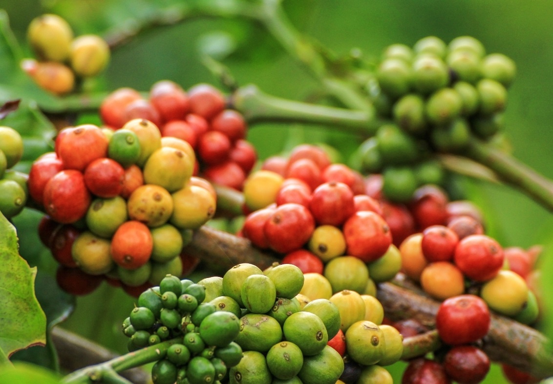 Giá cà phê hôm nay 14/1/2025: Arabica tăng tiếp, vụ thu hoạch diễn ra thuận lợi