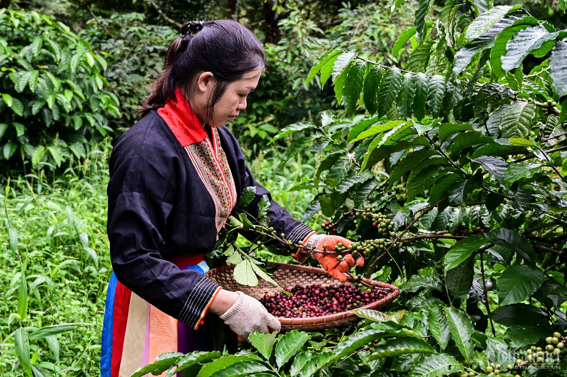 Giá cà phê hôm nay 7/2/2025: Arabica liên tiếp lập kỷ lục, tăng liền 12 ngày  