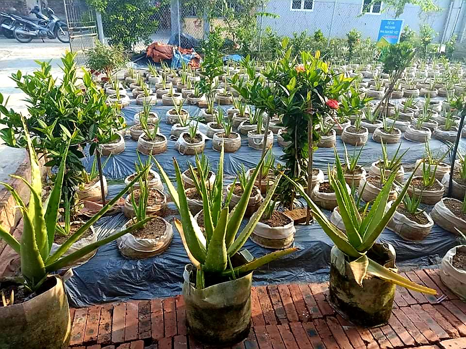 Mô hình trồng cây nha đam  Dân Việt Media