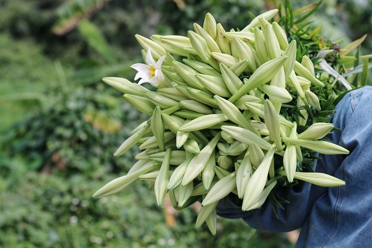 Hình ảnh Hoa Vẽ Tay PNG  Hoa Loa Kèn Những Bông Hoa Trắng PNG miễn phí  tải tập tin PSDComment và Vector