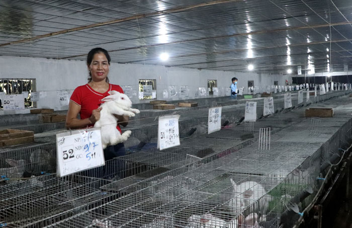 HTX chăn nuôi thỏ Nhật Việt Bắc Ninh Chàng sinh viên Bách Khoa khởi nghiệp  từ mô hình nuôi thỏ
