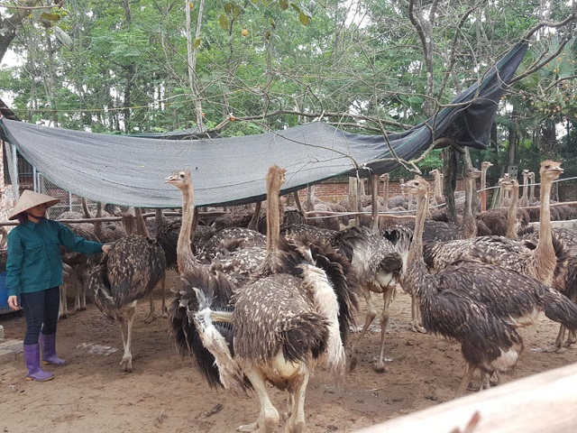 Quy trình kỹ thuật Chăn nuôi đà điểu ostrich