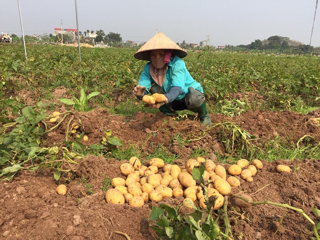 Hiệu quả mô hình trồng khoai tây vụ đông trên đất bãi ở Diễn Châu