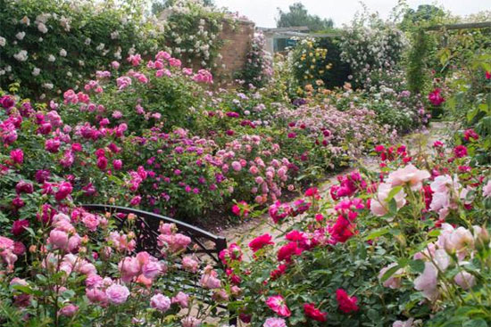 Lạc vào những vườn hồng đẹp nhất thế giới