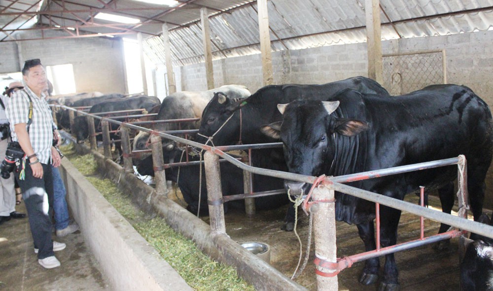 Nghệ An Chăn nuôi bò thịt hướng phát triển kinh tế hiệu quả  Trung tâm  Giống Gia súc lớn Trung Ương
