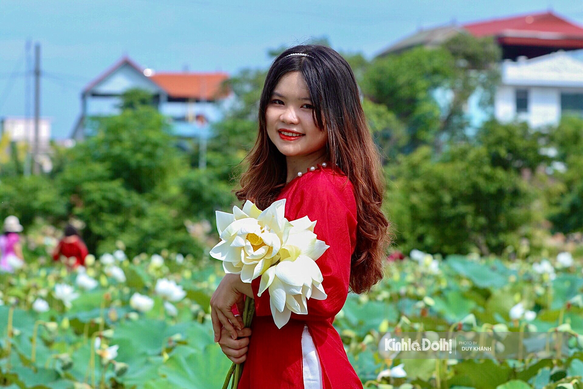 Đầm sen trắng độc đáo ở Hà Nội