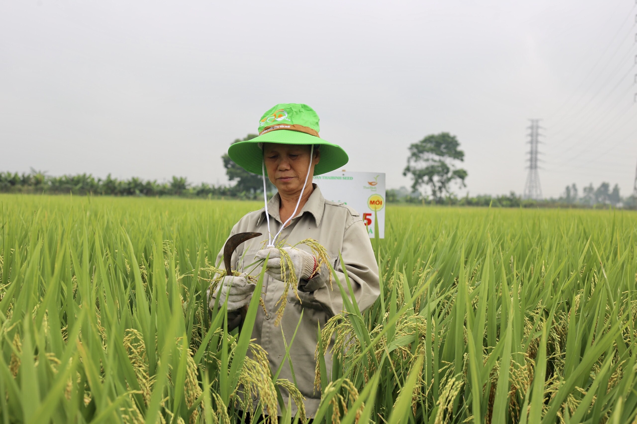 Khánh Trung Tiên phong đưa máy cấy xuống đồng  baoninhbinhorgvn