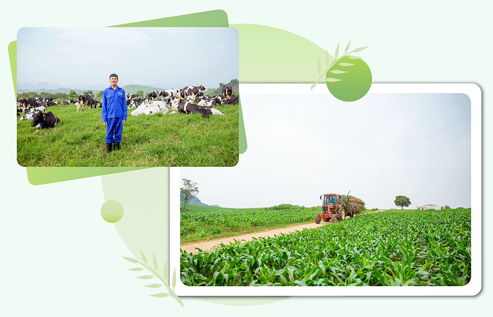 Thiên đường sữa Mộc Châu - điểm nhấn mới của ngành sữa Việt Nam - Ảnh 12