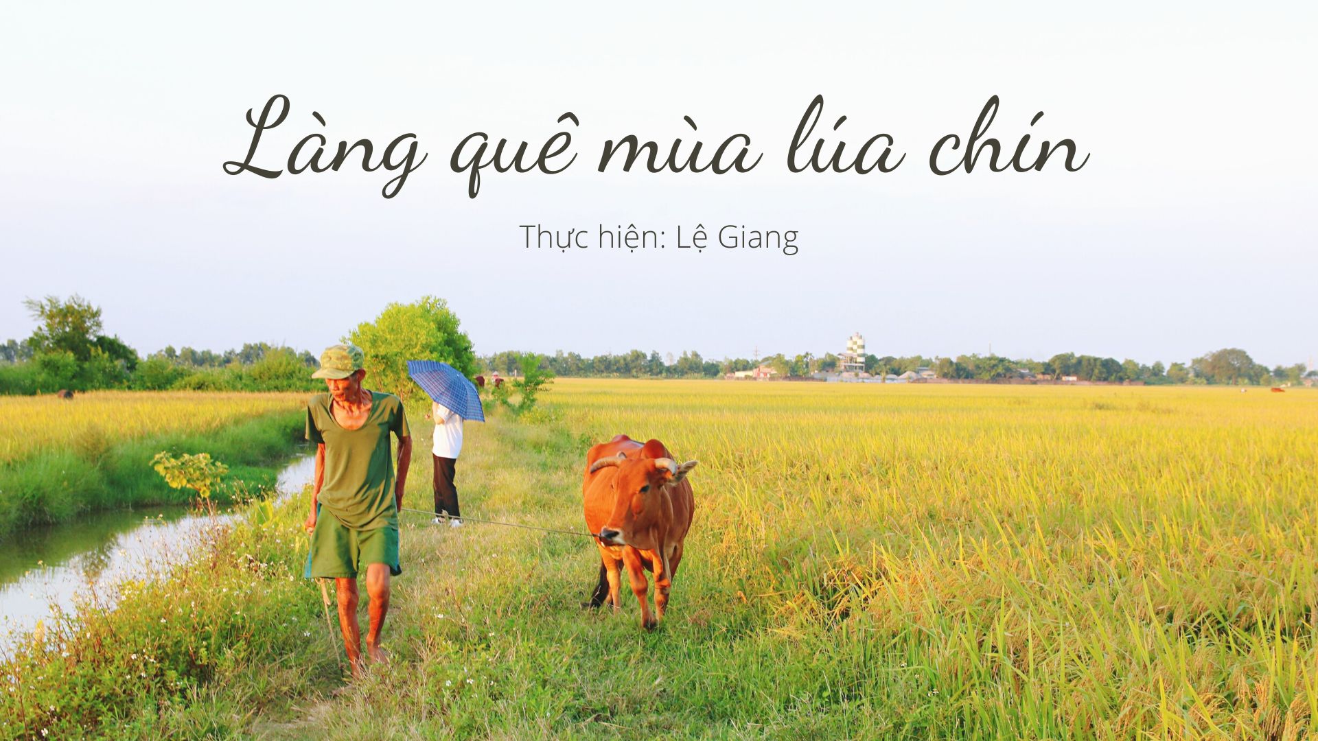 Làng quê tuyệt đẹp trong mùa lúa chín đang chờ bạn khám phá. Đồng lúa quê hương với màu xanh đầy nắng vàng, những vòng tròn của trái đất, và những cánh đồng đầy hoa hướng dương. Hãy tìm hiểu về nét đẹp tuyệt vời của nông thôn và cuộc sống nông dân Việt Nam.
